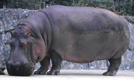 Hippopotamus