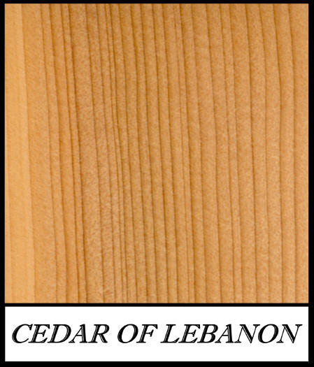 Cedar_of_lebanon_cedrus_libanotica