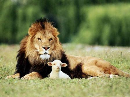 Lion_lamb_