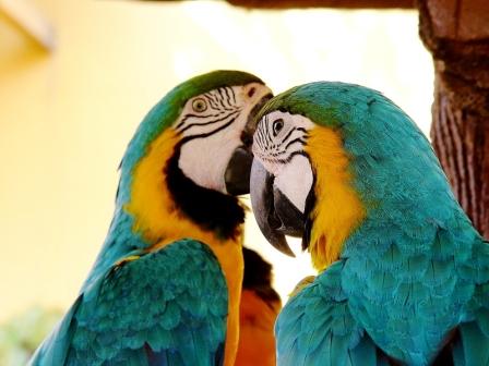Parrots