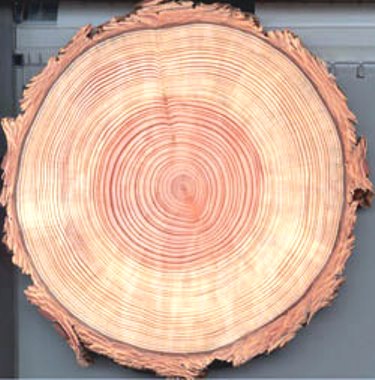 Tree_ring Tree_ring