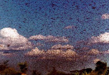 locusts_2.jpg locusts_2.jpg