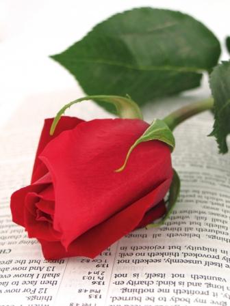 Bible_rose Bible_rose