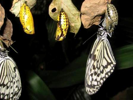 Butterfly_cocoon Butterfly_cocoon