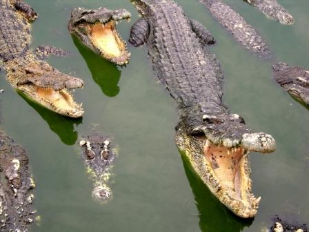 Crocodiles Crocodiles