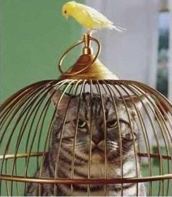 Smart_bird Smart_bird